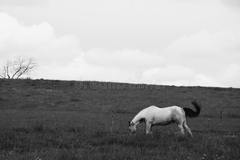 Blanco caballo negro melena muerto árbol.